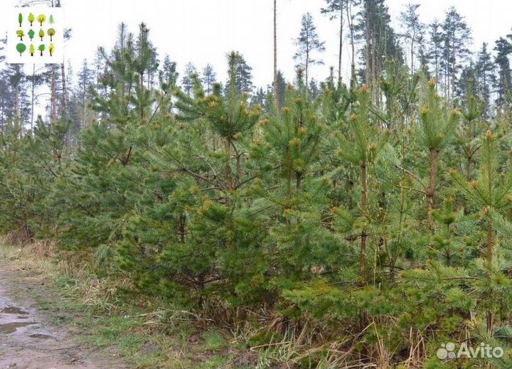 Саженцы сосна с гарантией