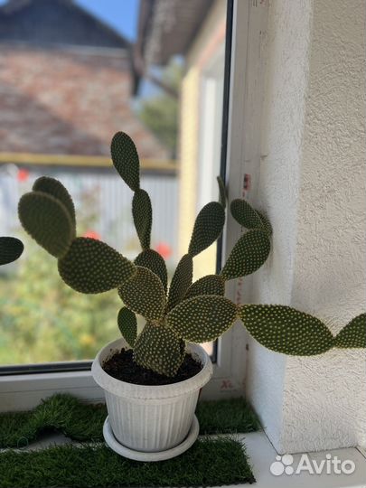 Кактус опунция