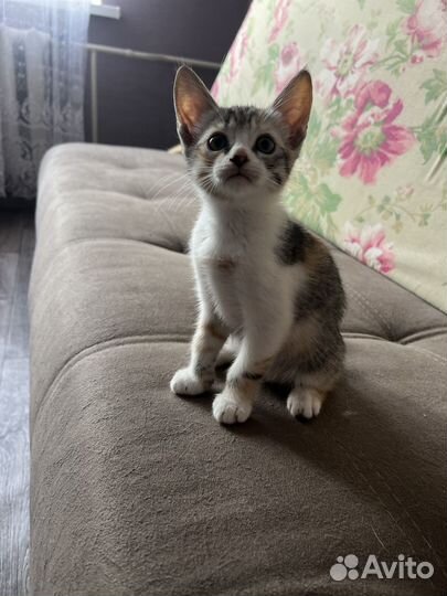 Отдам котенка в добрые руки