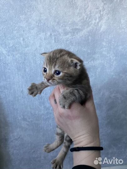Шотландские котята