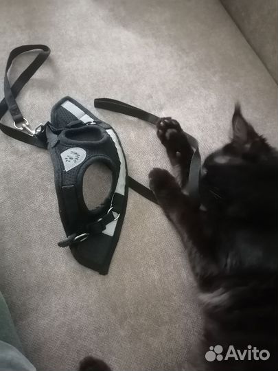 Шлейка для кошки