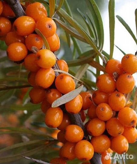 Саженцы крупной облепихи