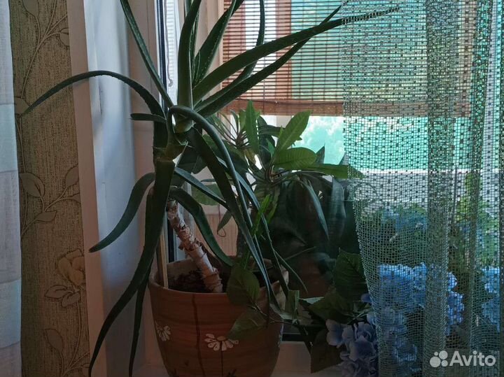 Алоэ вера растение