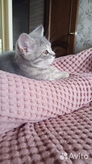 Котята британской породы