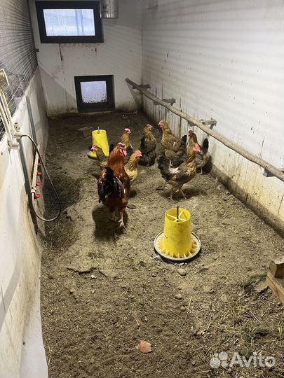 Инкубационное яйцо джерсийский гигант, кучинская ю