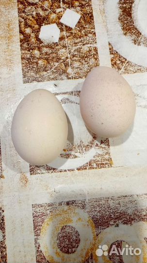 Инкубационное яйцо павлина