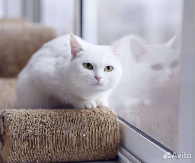 Котёнок, белая малышка Валенсия ищет семью