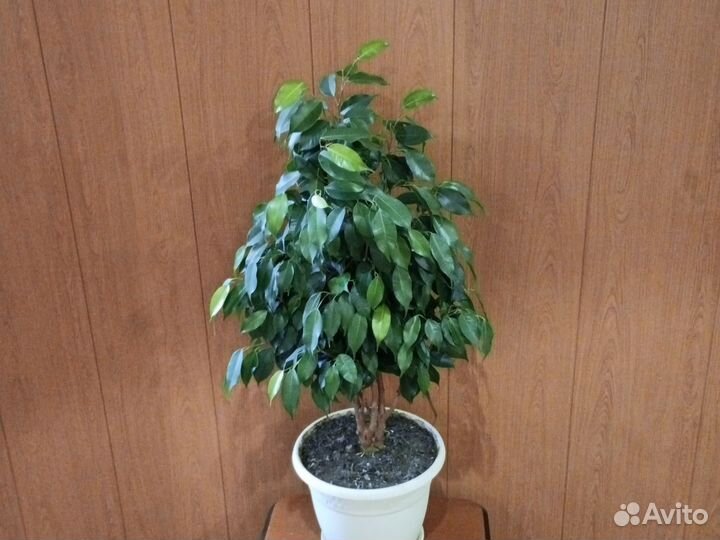 Фикус бенджамина