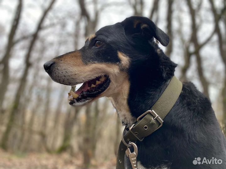 Собака в добрые руки