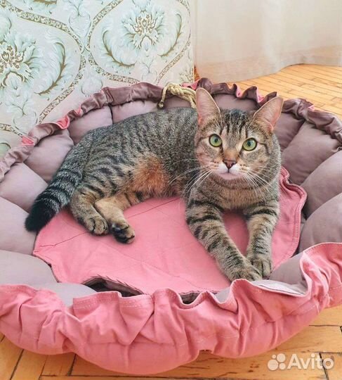 Активная ласковая кошка ищет дом