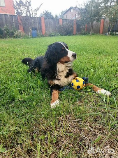 Передержка собак