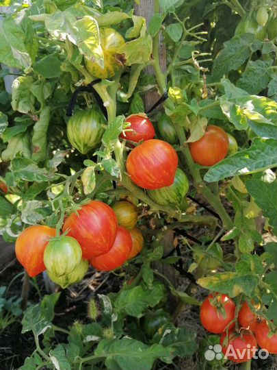 Семена томатов из серии гном томатный