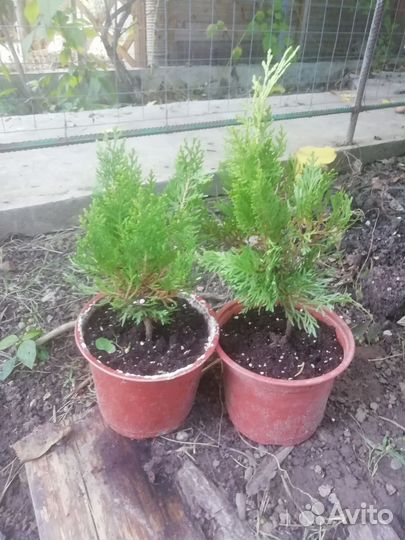 Туя Ауреа Нана