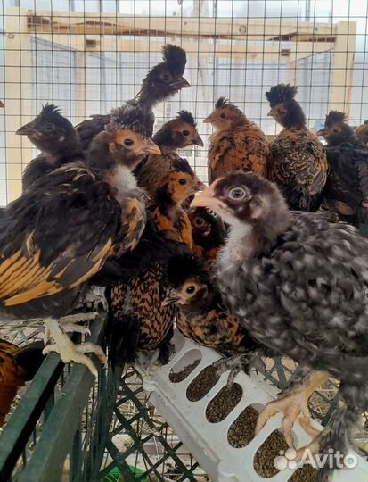 Цыплята микс и брама изабелла