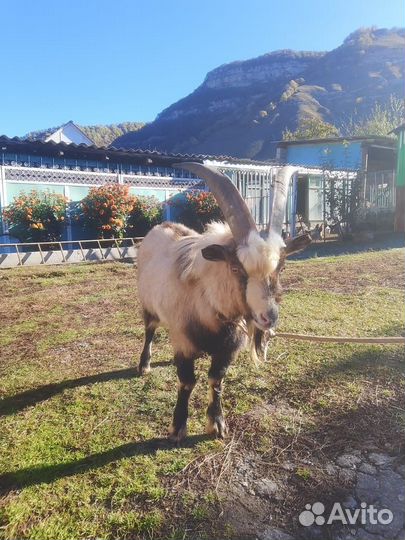 Козел,козатур