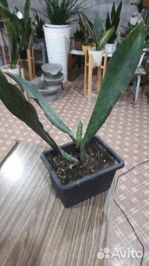 Сансевиерия Масониана Виктория