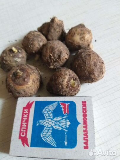 Каллы луковицы 