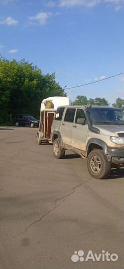 Конеперевозка, перевозка коров