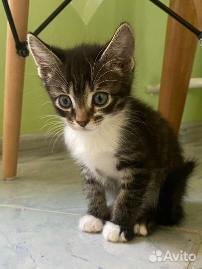 Милые котята бесплатно