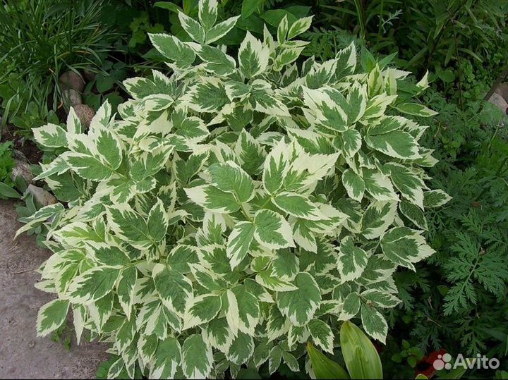 Декабрист шлюмбергера сныть декоративная