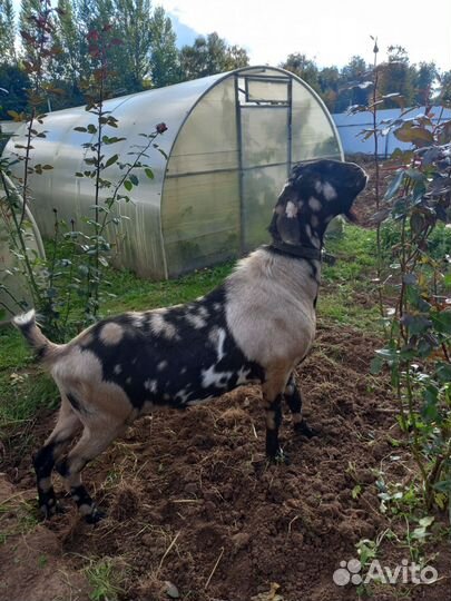 Козы камори