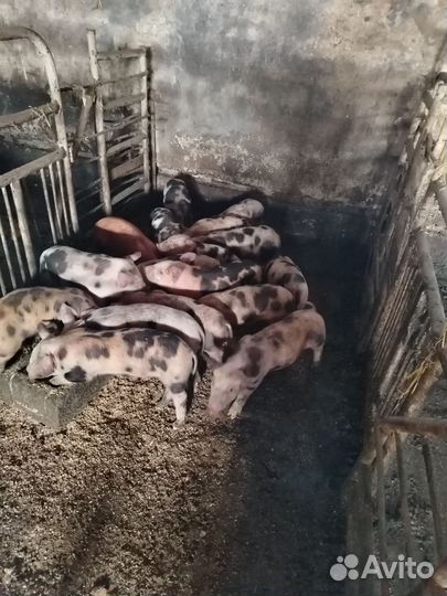 Поросята пьетрен