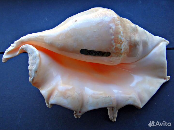 Морская ракушка Lambis truncata 26 см