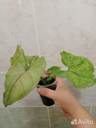 Сингониумы сортовые