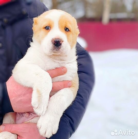 Среднеазиатская овчарка алабай щенки