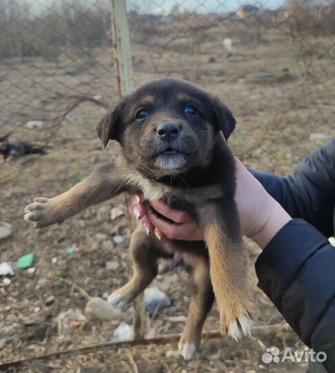 Щенки в добрые руки