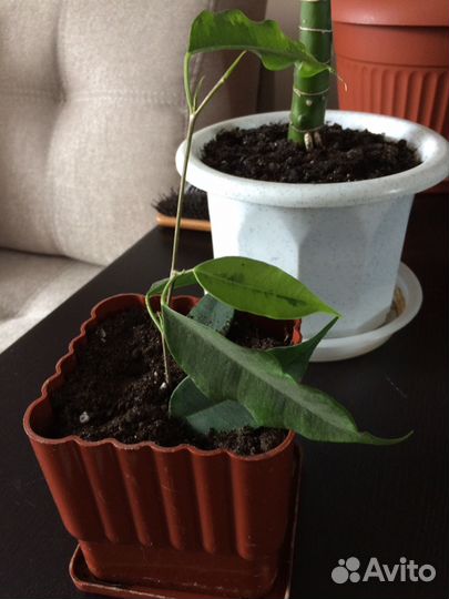 Комнатные цветы