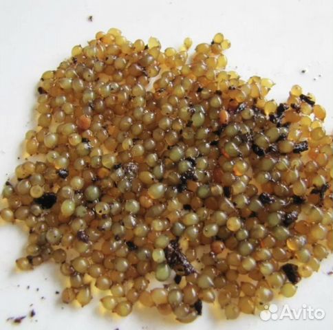 Голландские коконы Дендробена