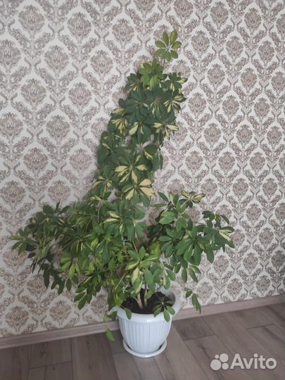 Шефлера