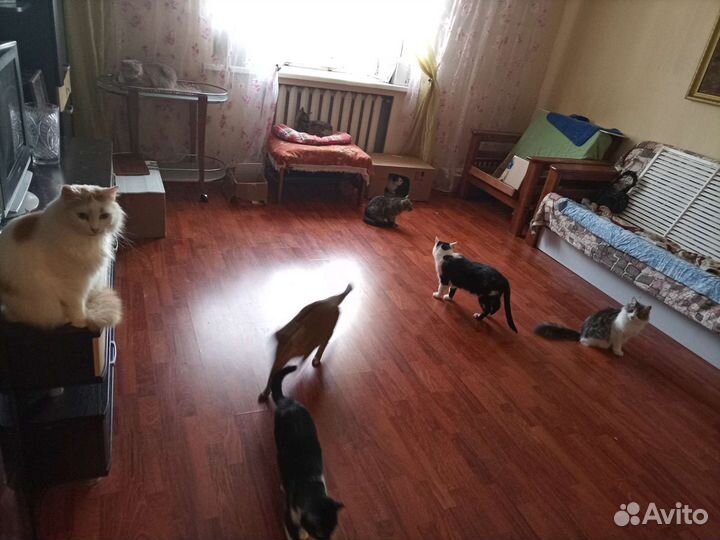 Помогите котикам найти хозяина