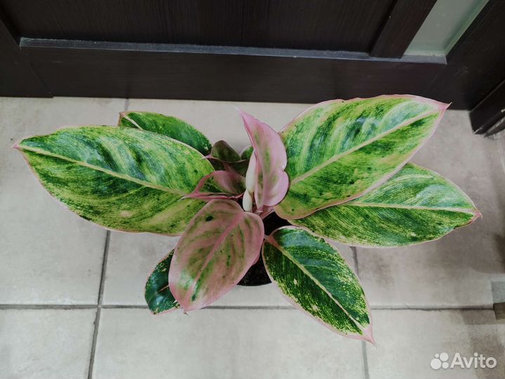 Сортовые аглаонемы