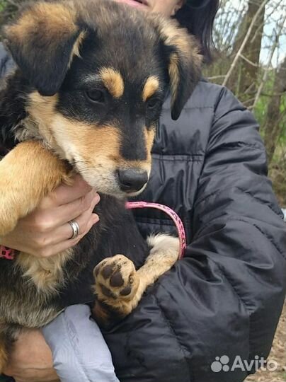 Щенки в дар