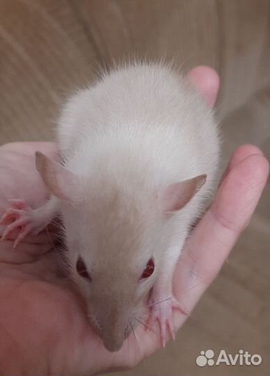 Декоративные крысята