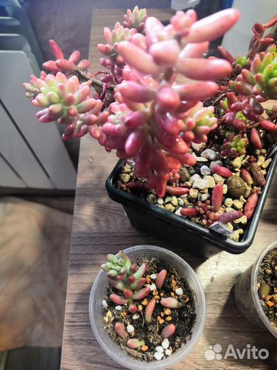 Суккуленты