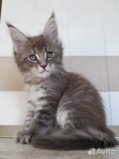 Котëнок Мейн-кун полидакт