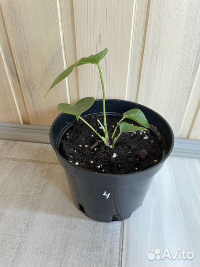 Комнатные цветы антуриум (мужское счастье)