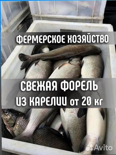 Свежая форель оптом от 20 кг из Карелии