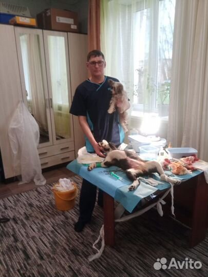 Ветеринарный врач на дом 24/7