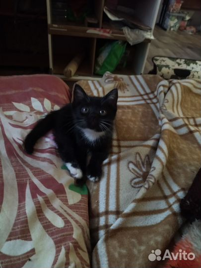 Кошка