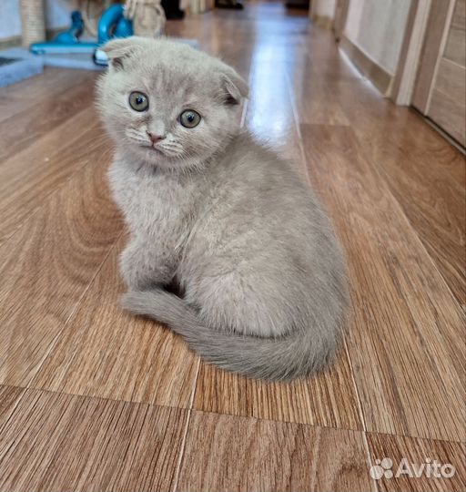 Шотландская вислоухая кошка