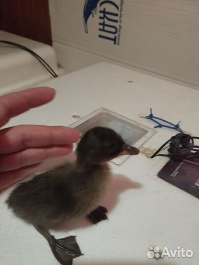 Инкубационное яйцо утки индийский бегунок