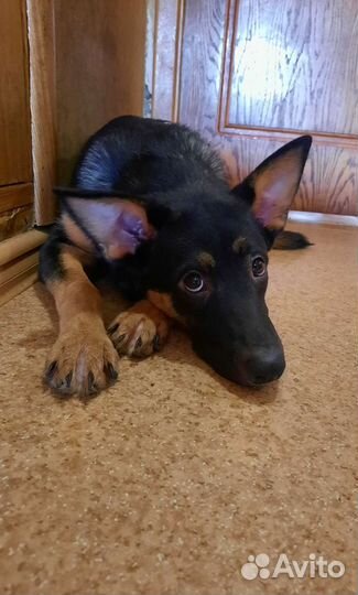 Чита. В добрые руки щенок девочка, стерилизована