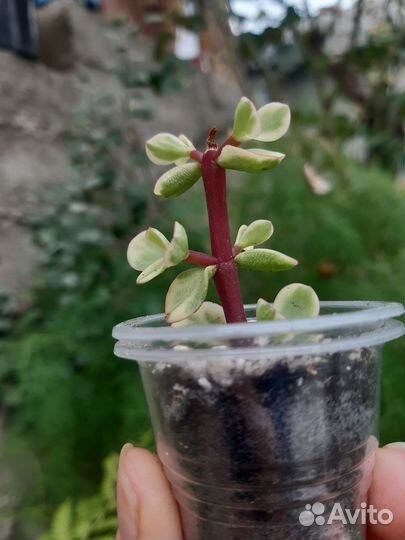 Суккуленты 1