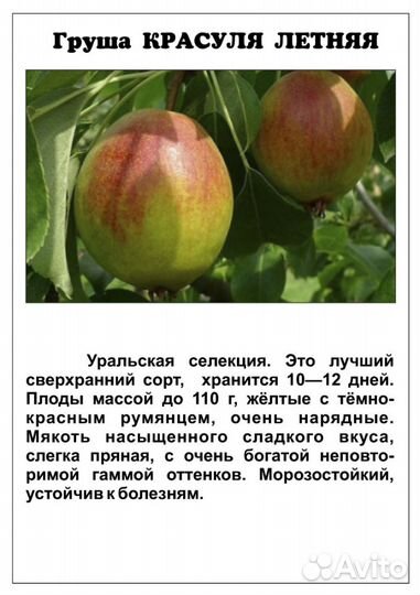 Саженцы груши