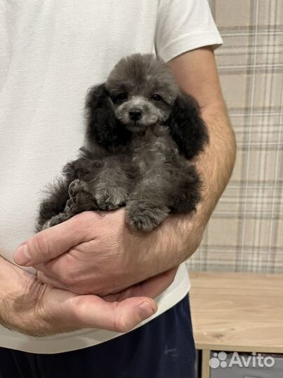 Пудель Тедди Китай Серебро девочка