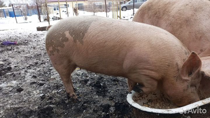 Супоросная свиноматка